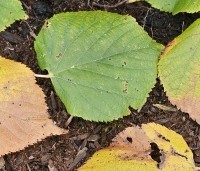 Tilia x europaea 'Pallida' - Koningslinde - 4
