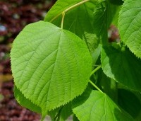 Tilia x europaea 'Pallida' - Koningslinde - 3