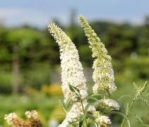 Buddleja davidii 'White Profusion' in volle bloei