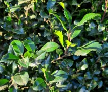 Ilex meservae 'Heckenstar'