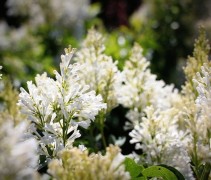 Syringa villosae 'Agnes Smith'