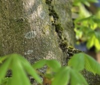 Aesculus hippocastanum - Witte paardenkastanje - 2
