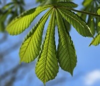 Aesculus hippocastanum - Witte paardenkastanje - 4