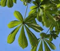 Aesculus hippocastanum - Witte paardenkastanje - 3