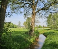 Alnus glutinosa - Zwarte Els - aan de rand van de Egelbeek