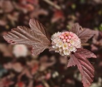 Physocarpus opulifolius 'Lady In Red' - Blaasspiraea 'Lady In Red' - 4