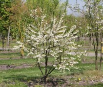 Halesia carolina in bloei in onze kwekerij