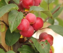 Malus Red Sentinel