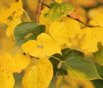 Tilia x europaea 'Euchlora' herfstblad 
