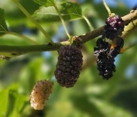 Morus nigra - Zwarte moerbei - 2