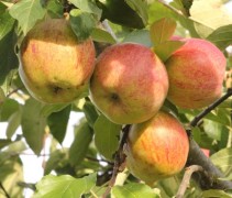 Appels van de Dubbele Bellefleur