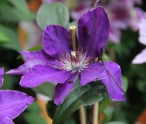 Clematis the President te bestellen in onze webshop