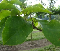 Magnolia 'Yellow River' blad