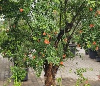 Punica granatum - Granaatappel - 2