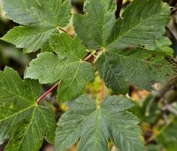 Acer pseudoplatanus - Gewone esdoorn - 2
