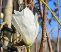 Magnolia kobus 'Isis' - Magnolia 'Isis' - 1