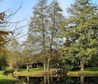 Alnus glutinosa - Zwarte Els - 3
