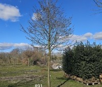 Sycoparrotia semidecidua - Schijnparrotia - 3