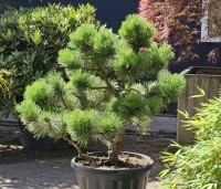 Pinus nigra 'Nana' - Oostenrijkse dwergden - vormsnoei