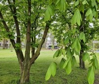 Aesculus hippocastanum - Witte paardenkastanje - 3