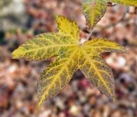 Liquidambar styraciflua - Amberboom - 1