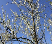Prunus domestica bloesem