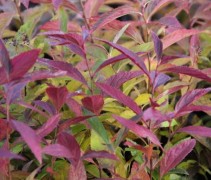 Spiraea japonica 'Genpei'