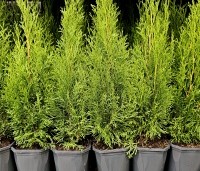 Thuja occidentalis 'Smaragd' - Westerse Levensboom 'Smaragd' - Maat 40-60 cm C2