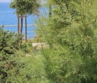 Tamarix tetrandra - Tamarisk - zeewind bestendig