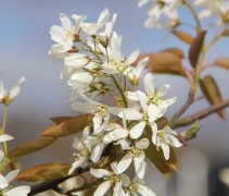 Amelanchier laevis Ballerina
