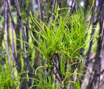 Frangula Alnus 'fine Line'