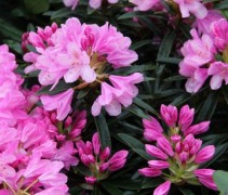 Rododendron 'Graziella' met roze, geurende bloemen