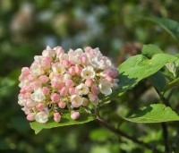 Viburnum carlcephalum - Sneeuwbal carlcephalum - 2