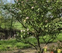 Viburnum carlcephalum - Sneeuwbal carlcephalum - 6