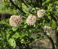 Viburnum carlcephalum - Sneeuwbal carlcephalum - 5