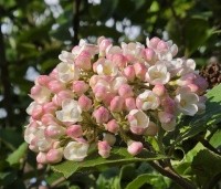 Viburnum carlcephalum - Sneeuwbal carlcephalum - 4