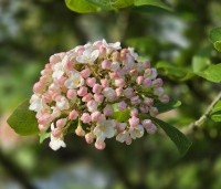 Viburnum carlcephalum - Sneeuwbal carlcephalum - 3