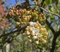 Viburnum carlcephalum - Sneeuwbal carlcephalum - 7