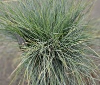 Festuca glauca 'Elijah Blue' - Zwenkgras 'Elijah Blue' - 1