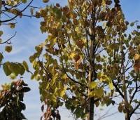 Tilia henryana - Chinese linde - 1