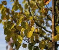 Tilia henryana - Chinese linde - herfstkleuren