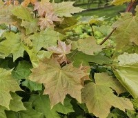 Acer platanoides - Noorse Esdoorn - 1