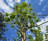 Liriodendron tulipifera 'Edward Gursztyn' - Tulpenboom 'Edward Gursztyn' - 3
