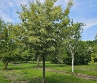 Castanea sativa 'Variegata' - Tamme Kastanje 'Variegata' - 4
