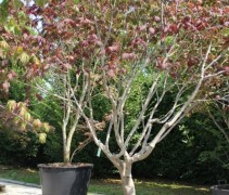 Acer japonica Aconitifolium