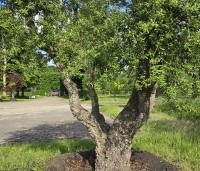 Quercus suber - Kurkeik - 3