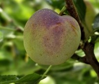 Prunus dom. 'Opal' - Prunus dom. 'Opal' - 1