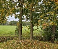 Acer platanoides - Noorse Esdoorn - 6