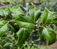 Ilex aquipernyi 'Dragon Lady' - Hulst 'Dragon Lady' - 3