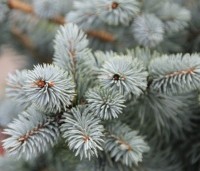 Picea pungens 'Blue Diamond' - Blauwspar Christmas Blue - 1